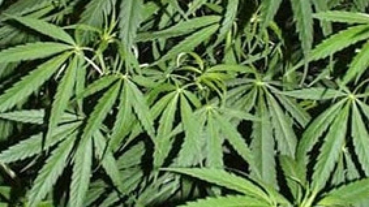 Captură de marijuana în valoare de 1 miliard de dolari, în California