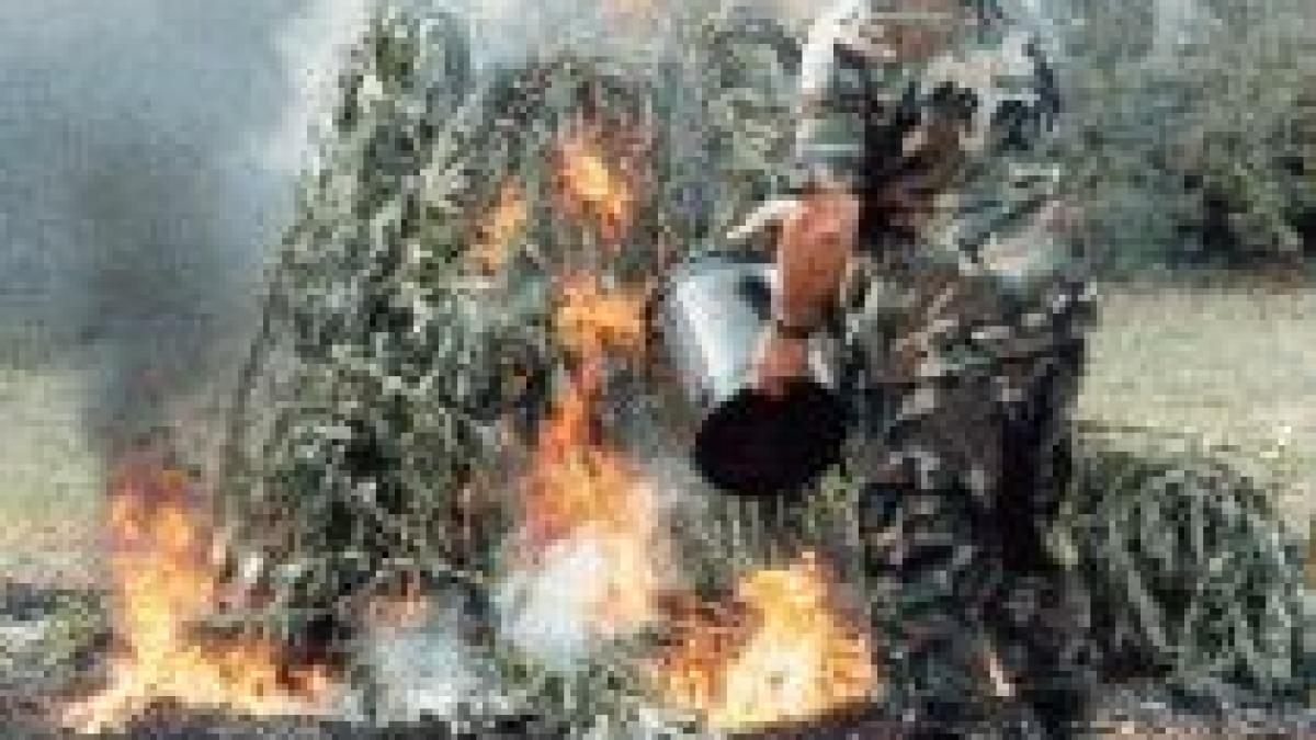 Panama. Şase tone de marijuana şi cocaină, distruse prin incendiere