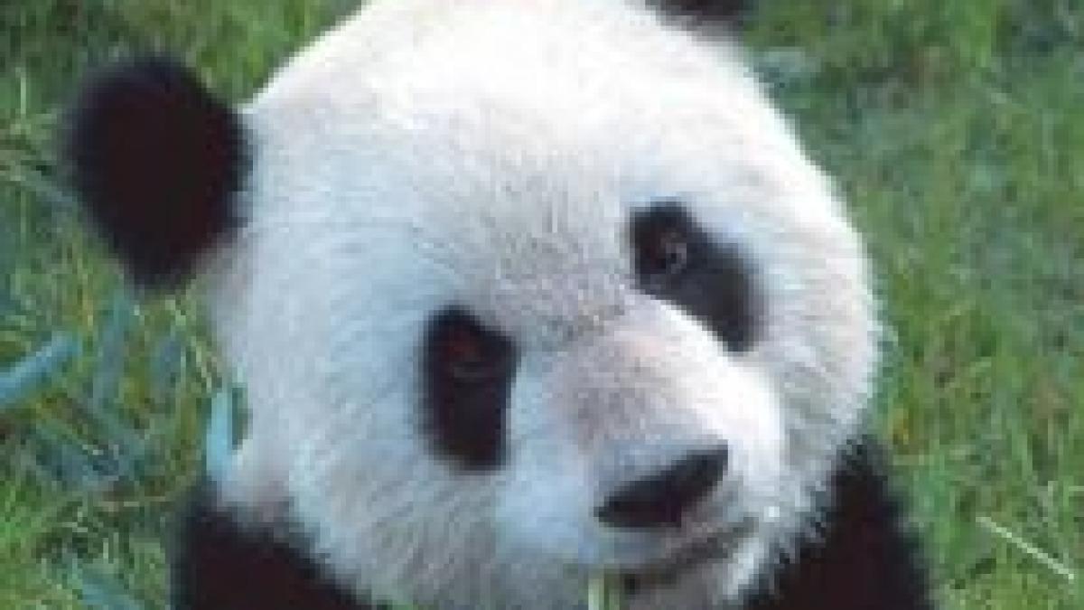 Urşii panda ar putea dispărea în ?două sau trei generaţii?
