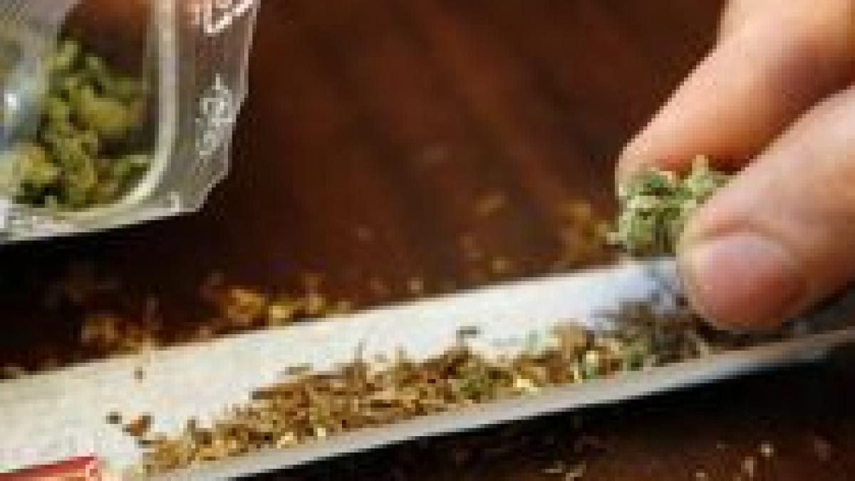 Plantaţie de cannabis de 100 metri pătraţi, depistată la Deva