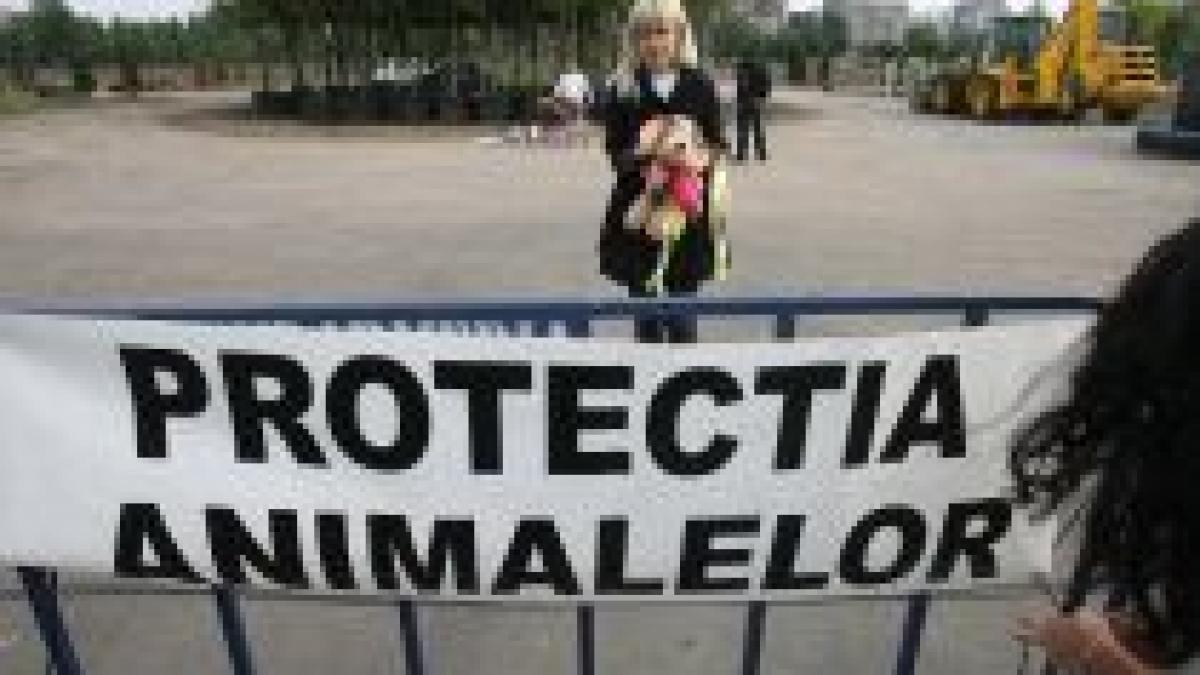 Organizaţiile pentru protecţia animalelor au pichetat sediul Parlamentului