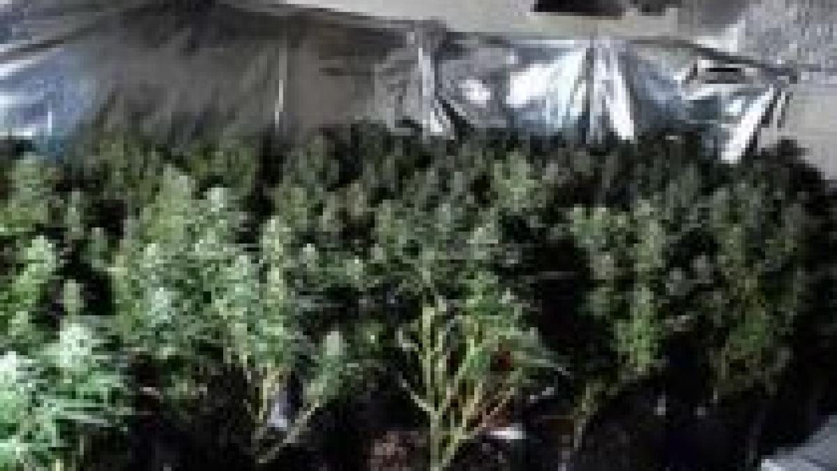 Seră în care se cultiva cannabis, descoperită de poliţiştii din Giurgiu (VIDEO)