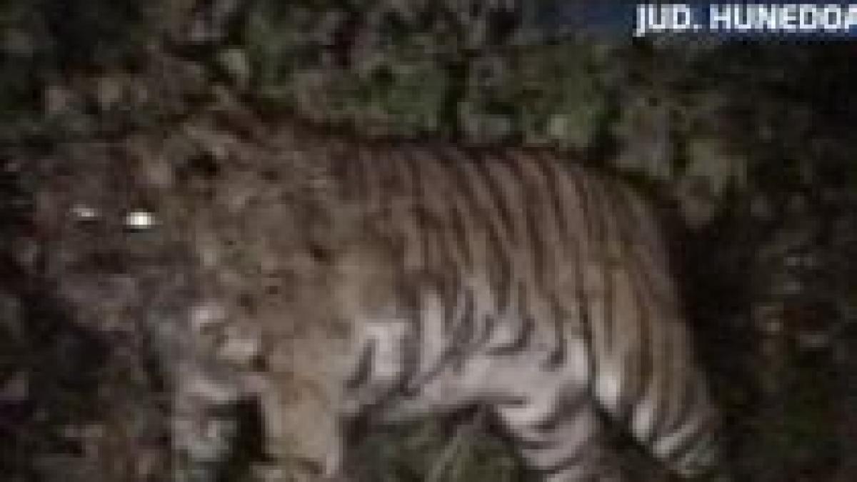 Doi tigri au evadat din cuşti, la grădina zoologică din Hunedoara