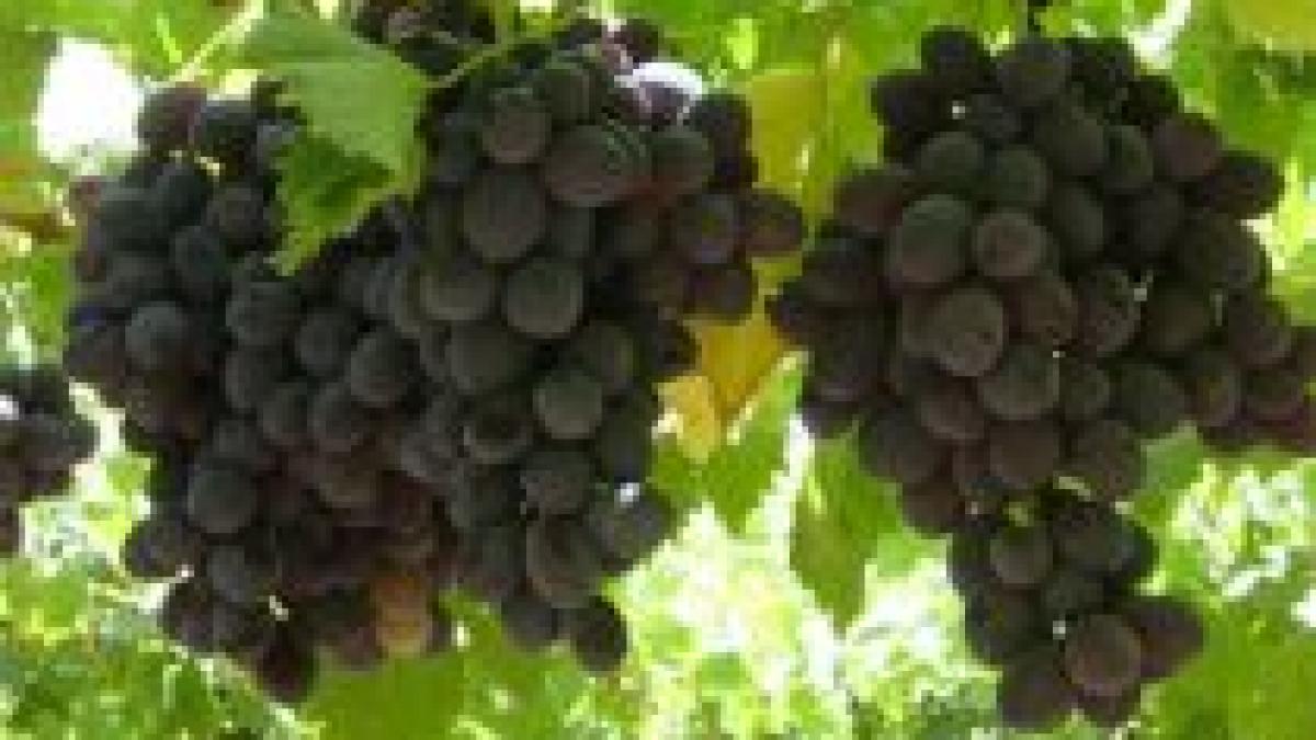 Viticultorii au protestat faţă de preţurile mici oferite de procesatori