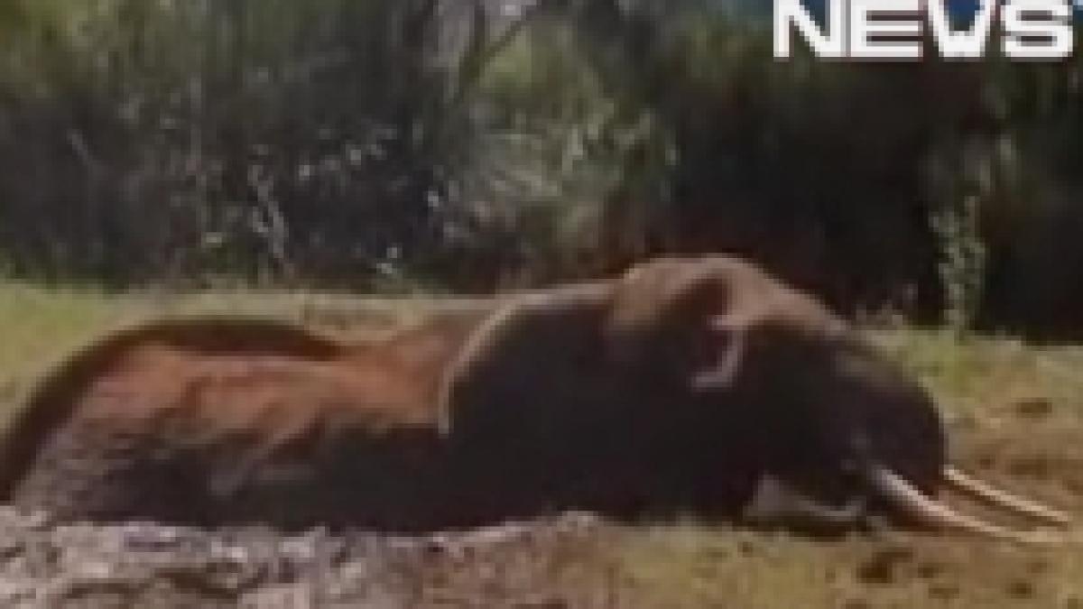 Elefant împotmolit într-o groapă cu noroi, salvat de poliţia din Kenya (VIDEO)