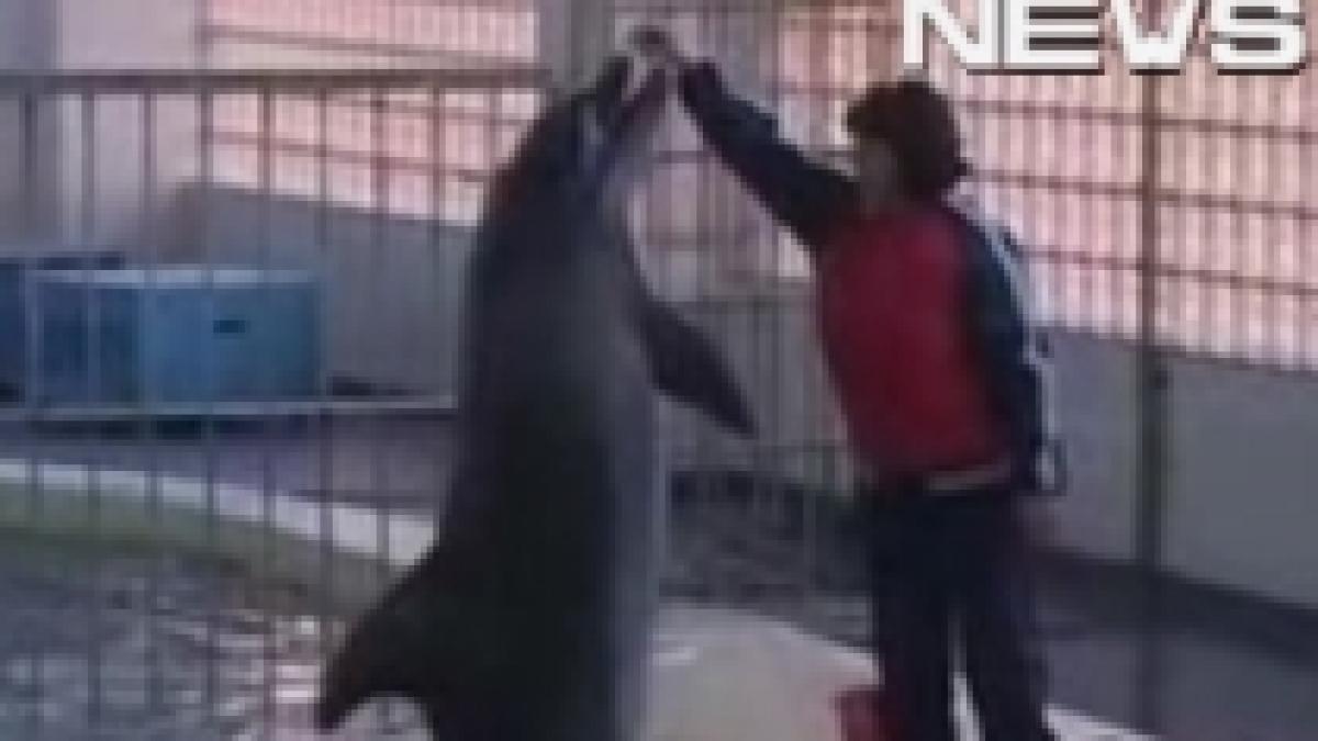 Trei delfini din China, aduşi la Delfinariul din Constanţa (VIDEO)