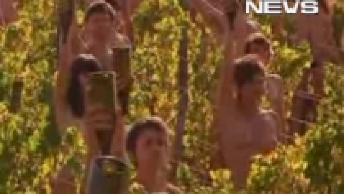 S-au dezbrăcat într-o vie din Franţa, demonstrând faţă de schimbările climatice (VIDEO)