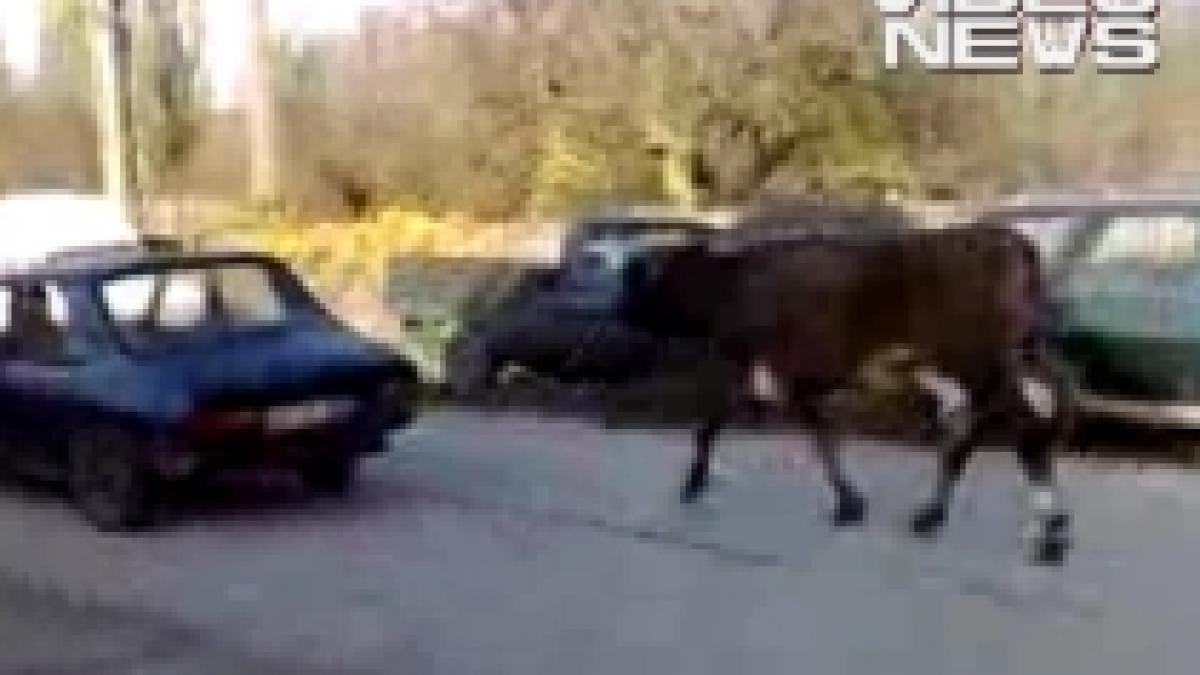 Cum să duci vaca la păscut fără a depune efort: O tragi cu maşina (VIDEO)