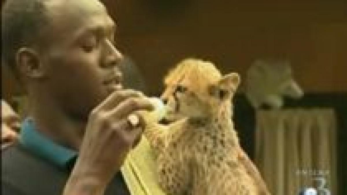 Usain Bolt şi-a luat animal de companie: Un pui de ghepard (VIDEO)