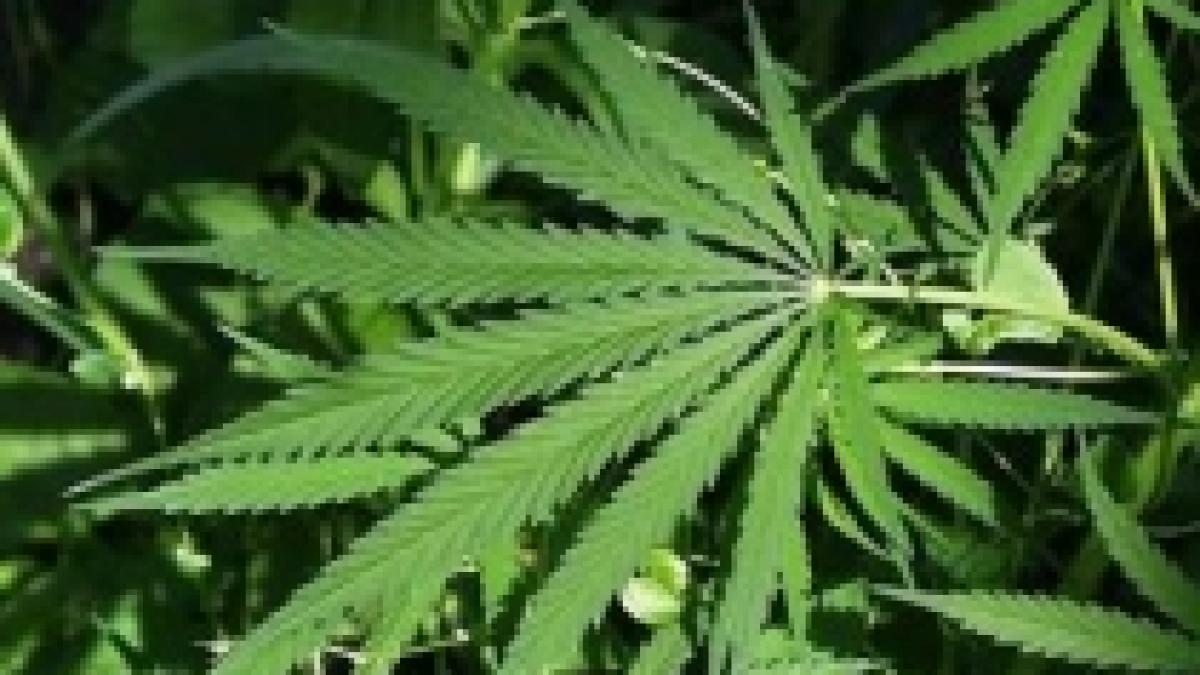 Consumul de marijuana, aprobat de locuitorii unui oraş din SUA