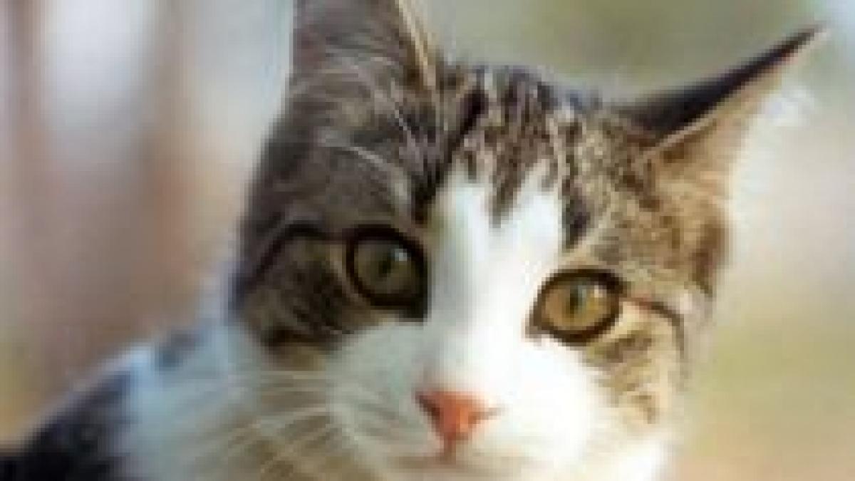 Gripa nouă atacă animalele: Prima pisică infectată cu virusul AH1N1, în SUA 