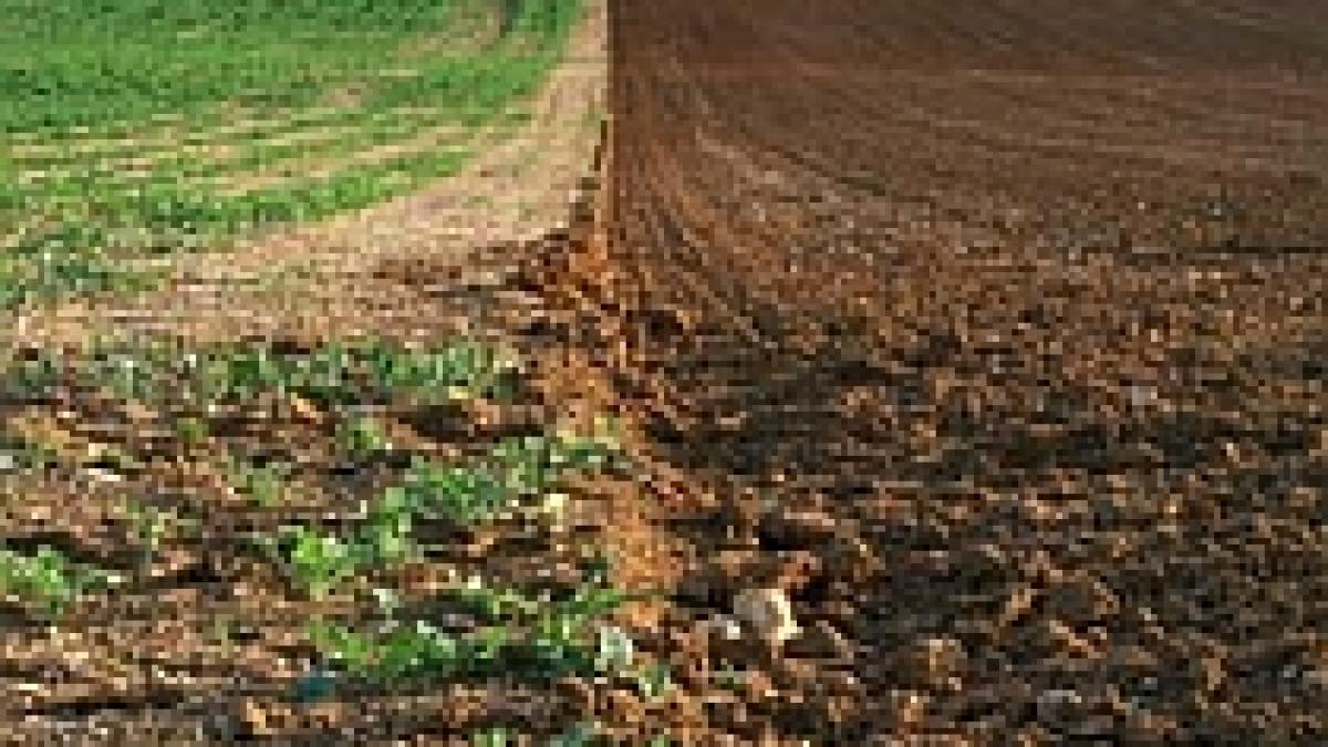 Un fond privat din Golful Persic vrea 50.000 de hectare de teren agricol în România
