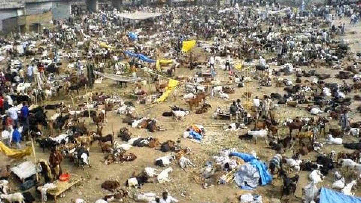 Peste 300.000 de animale vor fi sacrificate la un festival nepalez. Brigitte Bardot, vocea protestelor internaţionale