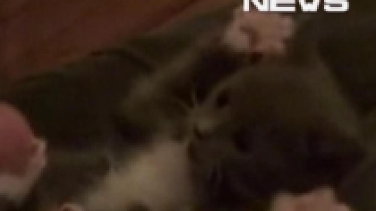 Cea mai drăguţă felină de pe internet: Un pui de pisică imită gesturile stăpânului (VIDEO)