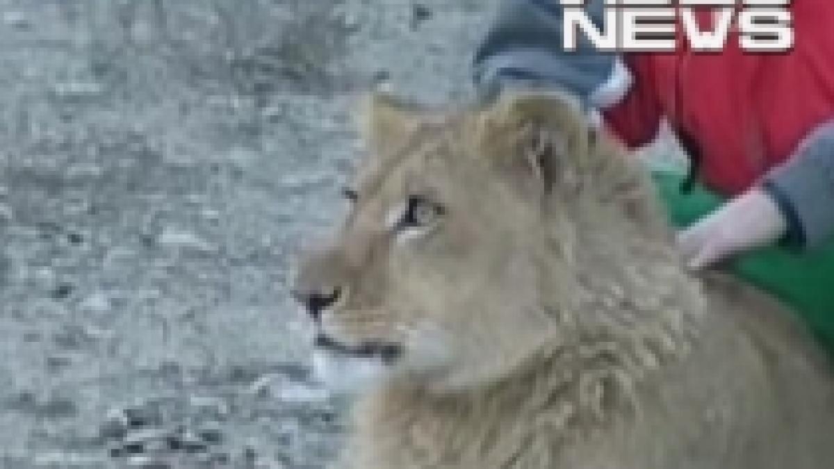 Patru lei crescuţi în captivitate, trimişi în Africa de Sud (VIDEO)