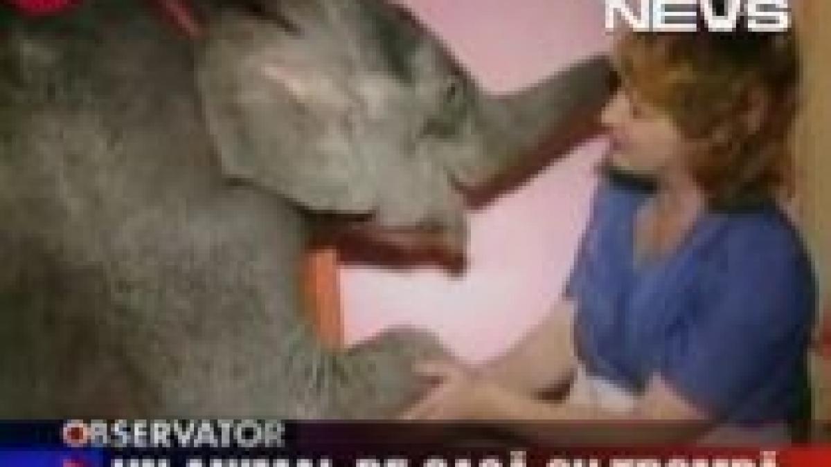 O femeie din Ucraina are un elefant de companie (VIDEO)