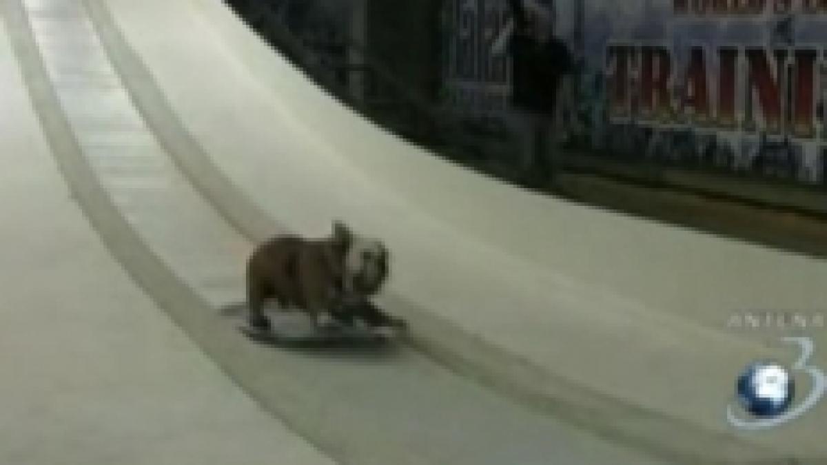 Bulldog pasionat de skateboarding: Imagini cu patrupedul care ştie să îşi ţină echilibrul pe placă (VIDEO)