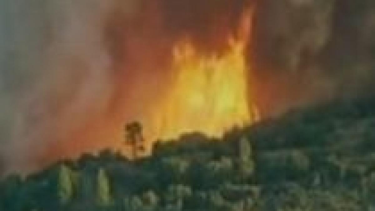 Incendiu devastator în Chile: 15 case distruse şi mai multe hectare de pădure arse în întregime