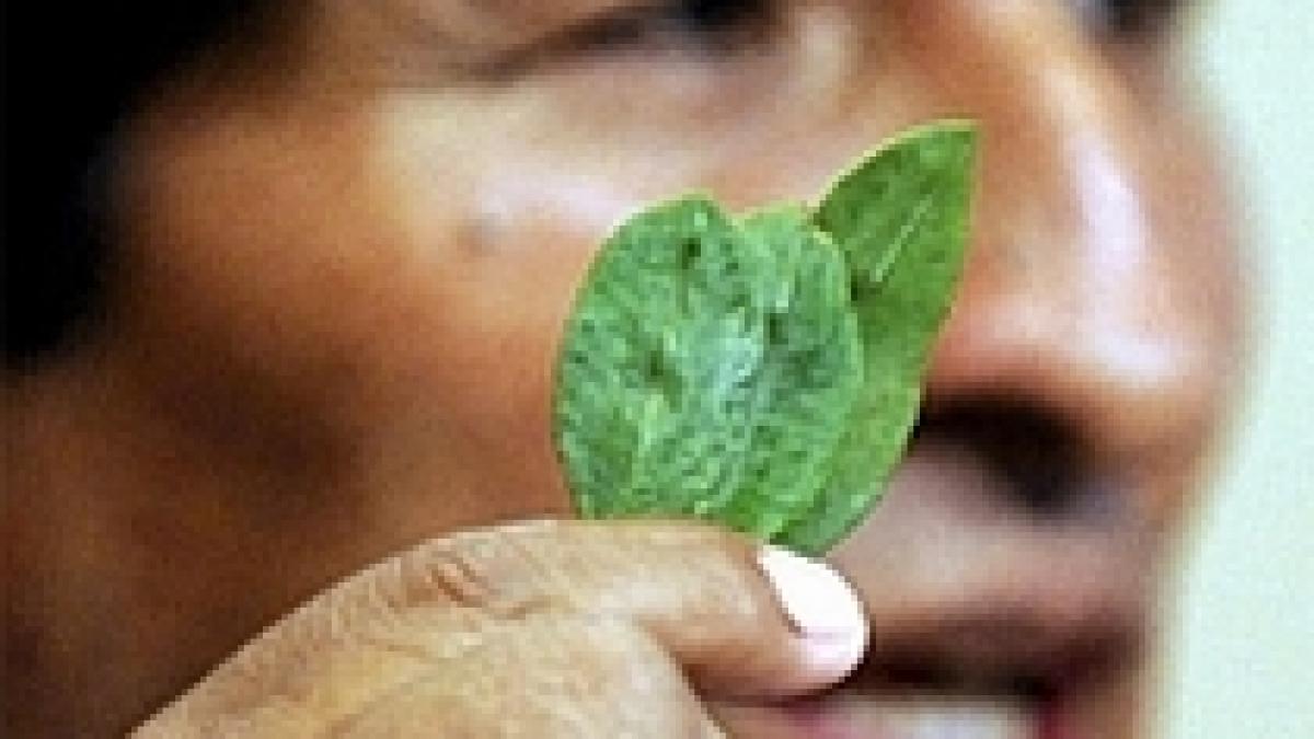 Bolivia produce "Coca Colla", o băutură din frunze de coca