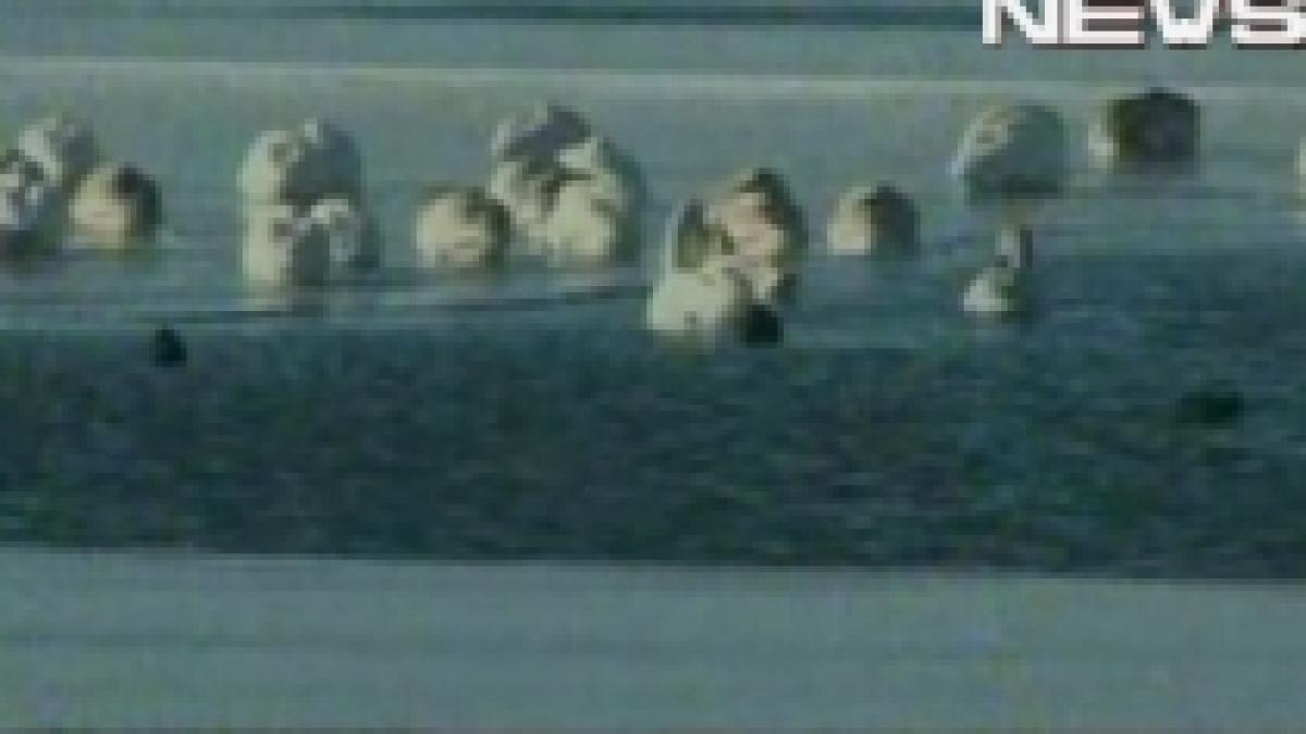 O sută de lebede, captive pe un lac îngheţat din Constanţa (VIDEO)