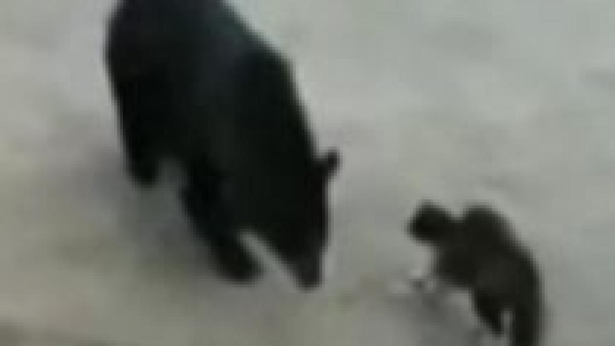 Felina războinică. O pisică a pus pe fugă un pui de urs - VIDEO