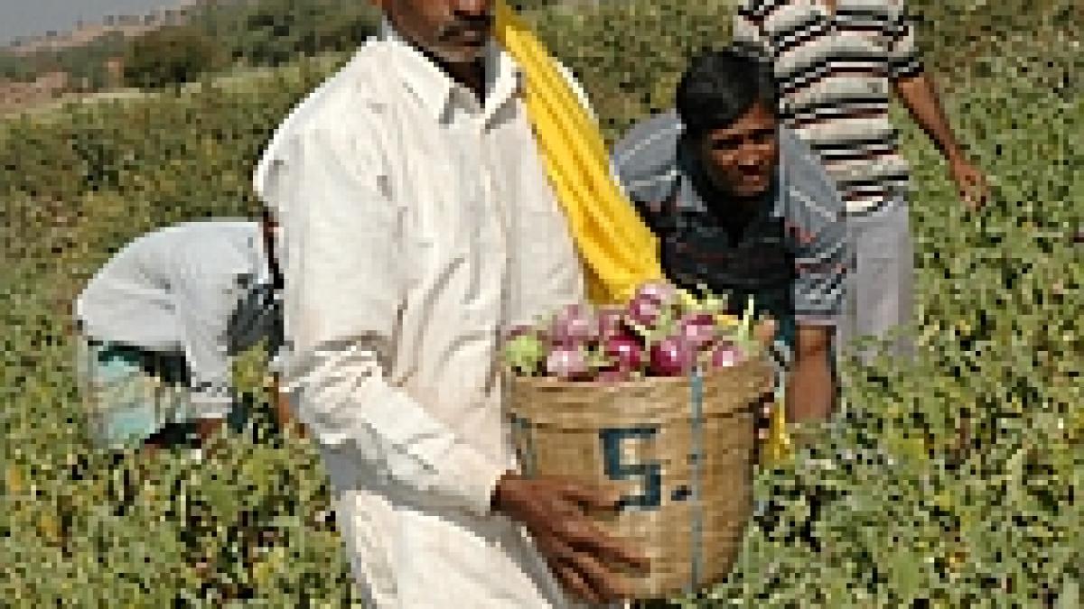 India amână cultivarea de vinete modificate genetic
