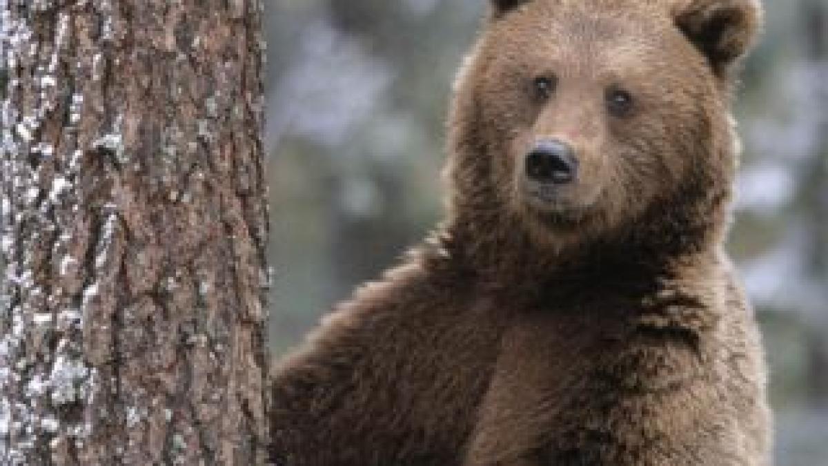 Ursul carpatin a devenit mascota echipei naţionale de rugby a României