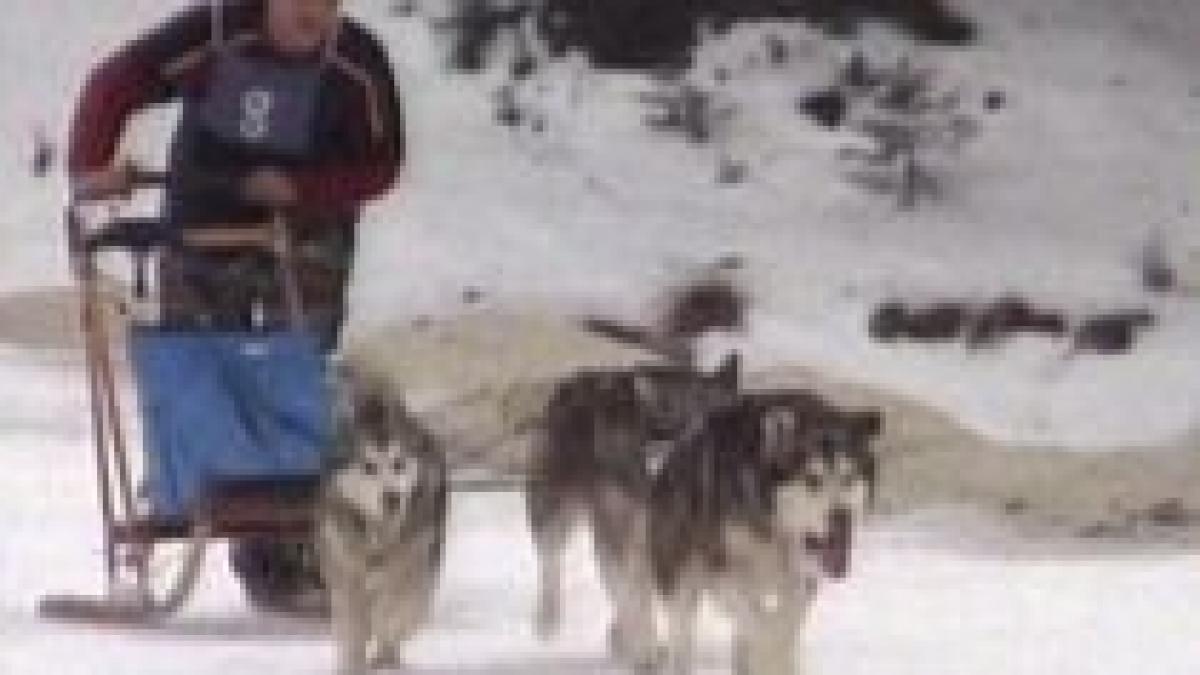 Peste 60 de câini au participat la un concurs de tras atelaje în Harghita (VIDEO)