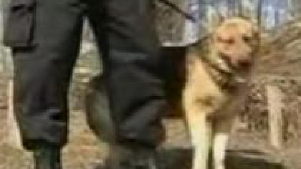 Câine poliţist, scos la licitaţie în Iaşi (VIDEO)