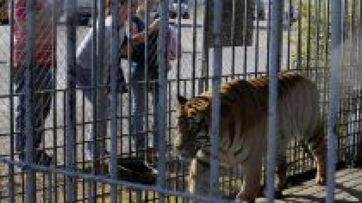 Bărbat muşcat de tigru la Grădina Zoologică din Sibiu (VIDEO)