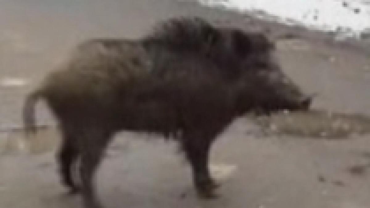 Un ieşean a fost muşcat de un porc mistreţ în spatele casei (VIDEO)