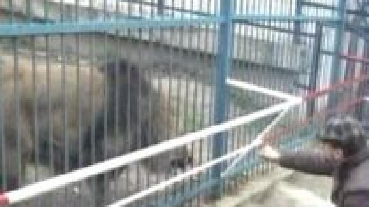 Braşov. Copil, scalpat de leu la grădina zoologică (VIDEO)