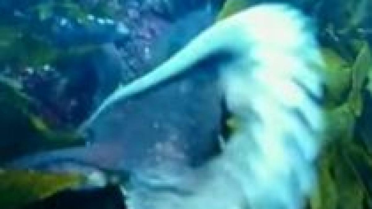 Primele imagini filmate de o caracatiţă în Oceanul Pacific (VIDEO)