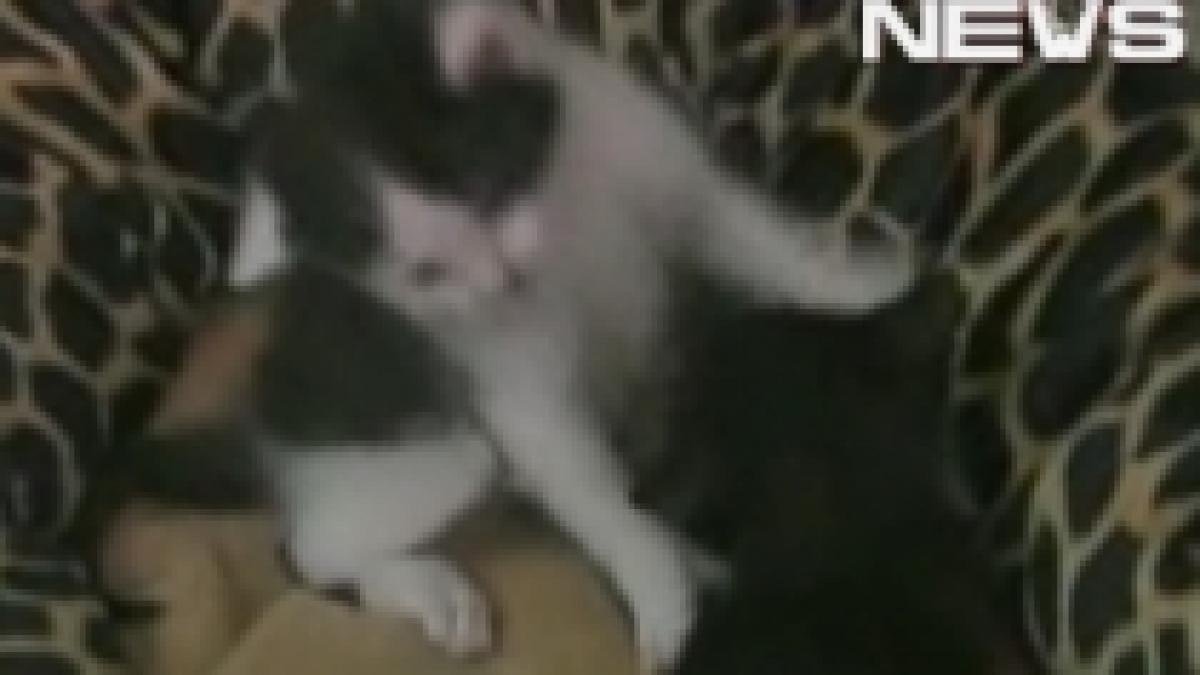 O pisică din SUA "a adoptat" trei pui de linx (VIDEO)
