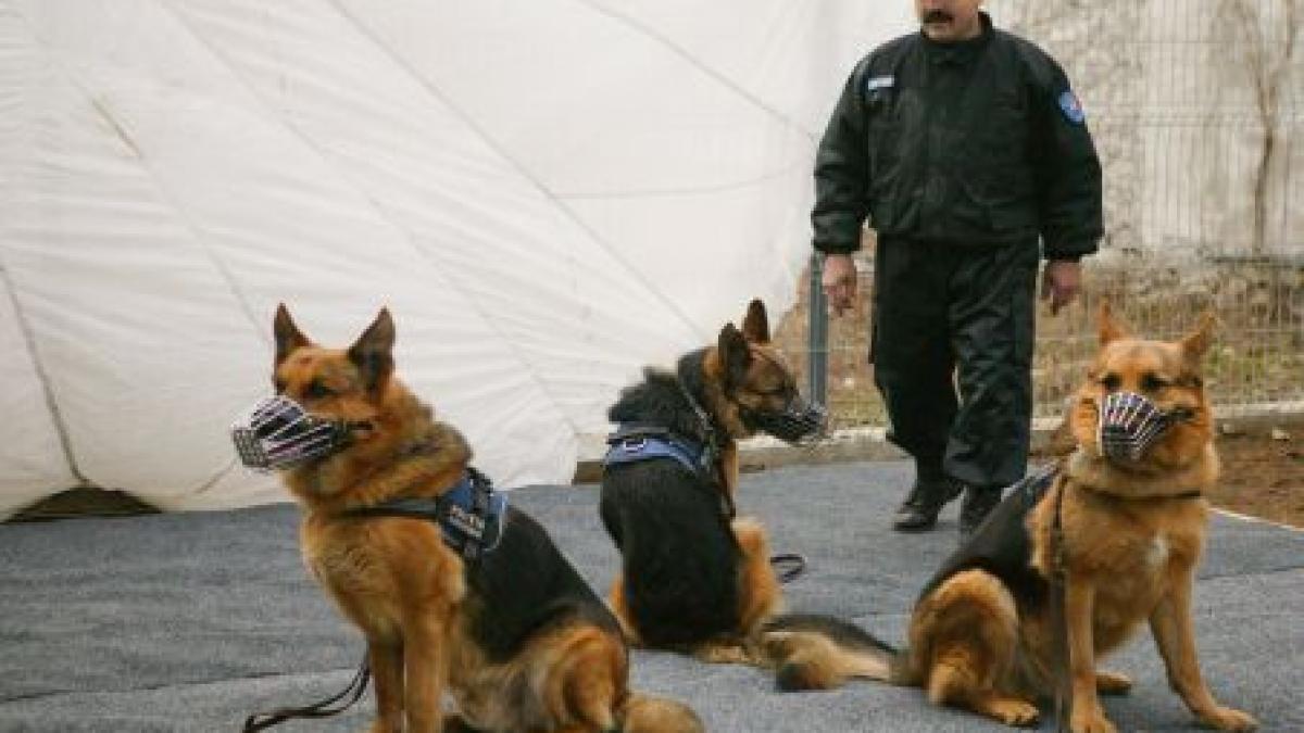 O grupare de interlopi din Constanţa surprinsă de poliţişti în timpul unui jaf