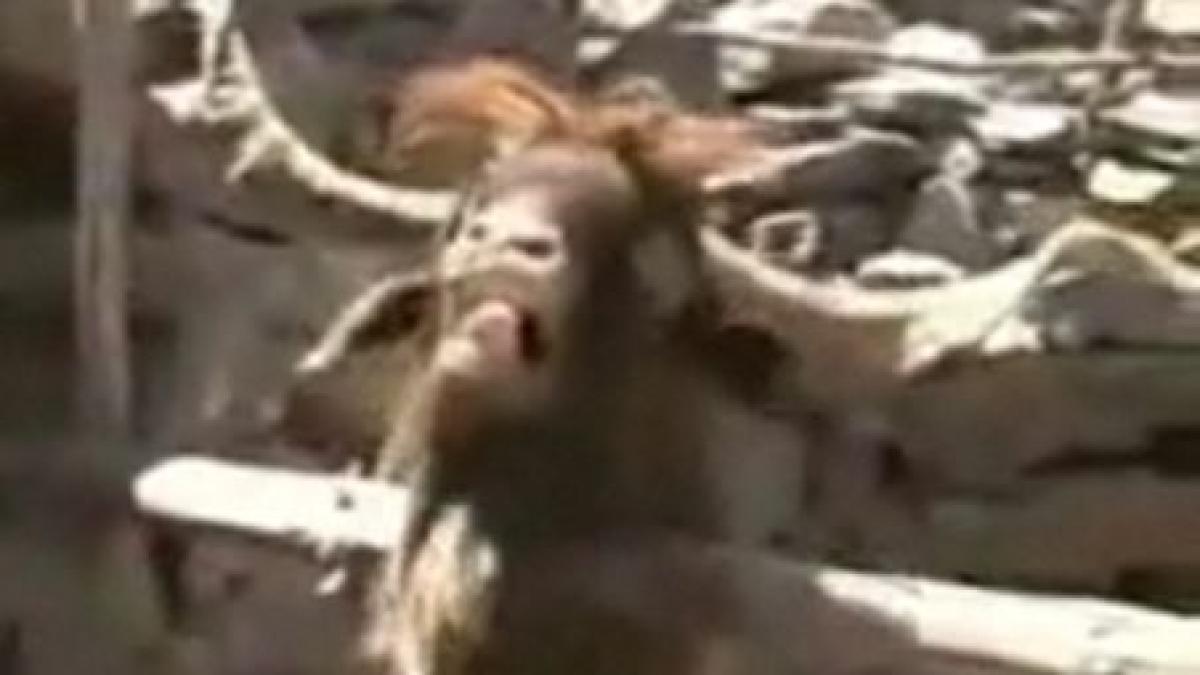 Interviu de tot râsul: Un turist este scuipat de o capră ibex după ce îi cere o părere despre guvernul Zapatero (VIDEO)