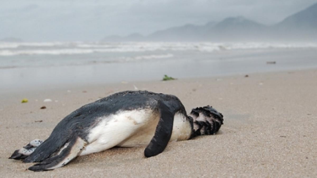 Sute de pinguini morţi pe plajele din Brazilia (VIDEO)