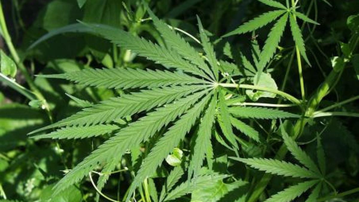 Marijuana, cultivată legal în Oakland, a decis municipalitatea din oraşul californian