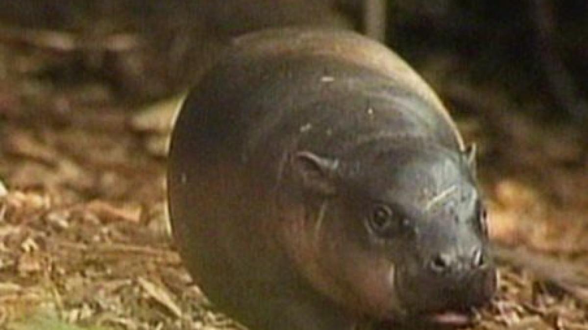 Un hipopotam pigmeu face senzaţie la o grădină zoologică din Sydney