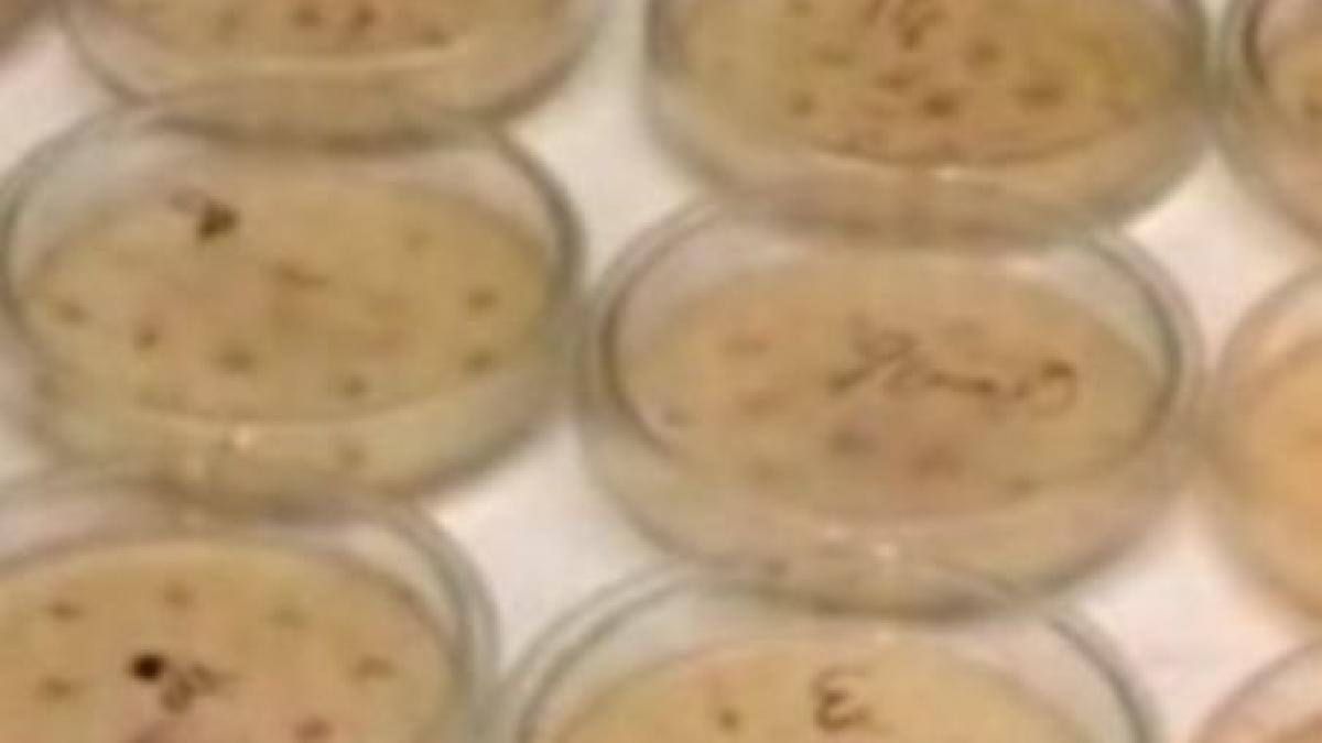 Superbacteria descoperită în Pakistan a făcut prima victimă în Europa. Un belgian a murit la revenirea în ţara sa (VIDEO)