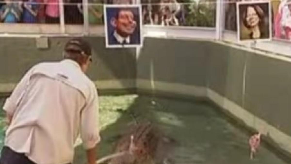 Crocodilul Harry, varianta politicianistă din Australia a caracatiţei Paul (VIDEO)