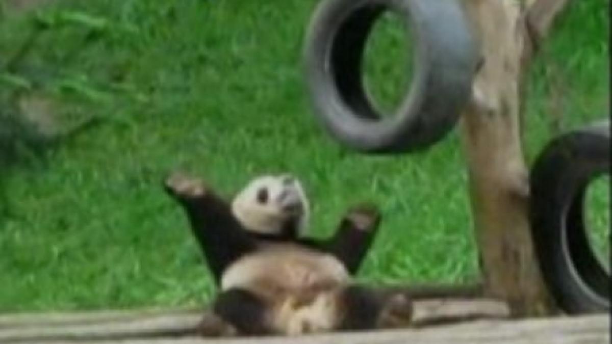 Un urs panda este cel mai simpatic dansator "din buric" al lumii (VIDEO)