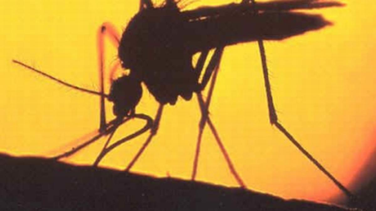 Un nou caz de West Nile a fost confirmat la Sibiu 