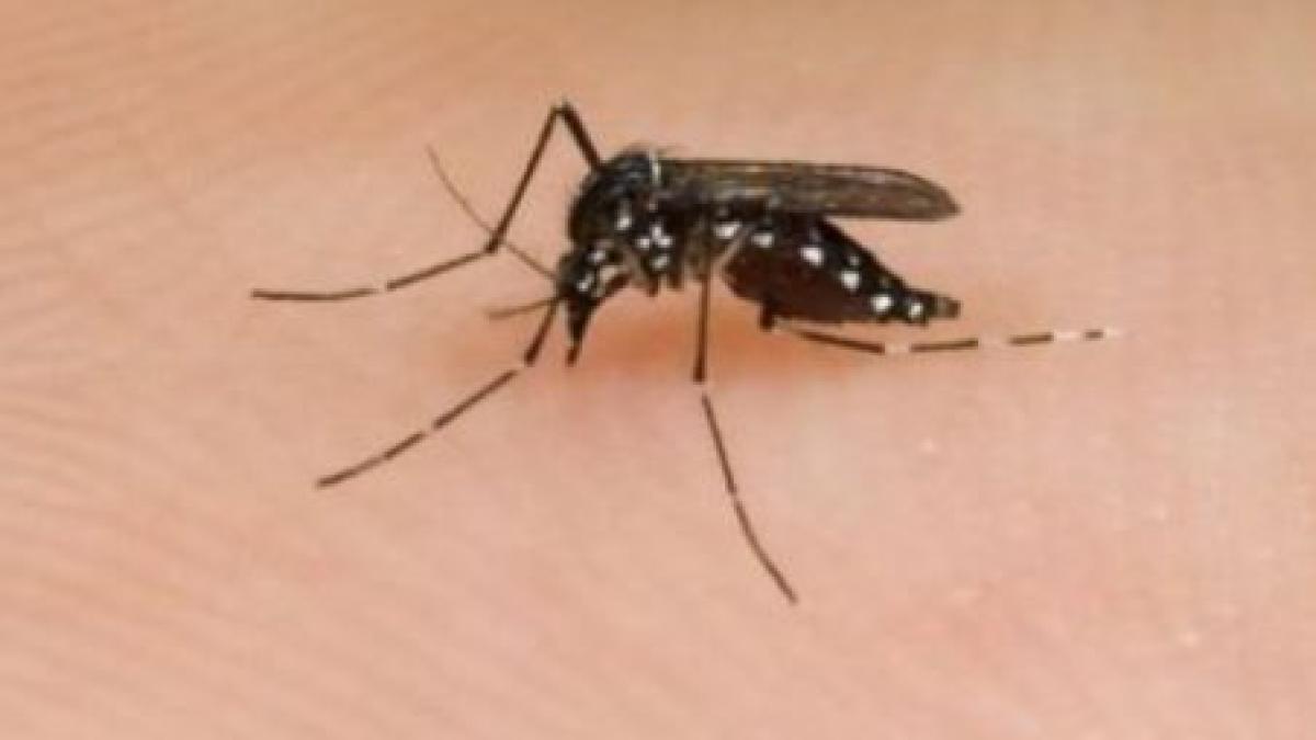 Cazurile de infectare cu virusul West Nile se înmulţesc în ţară