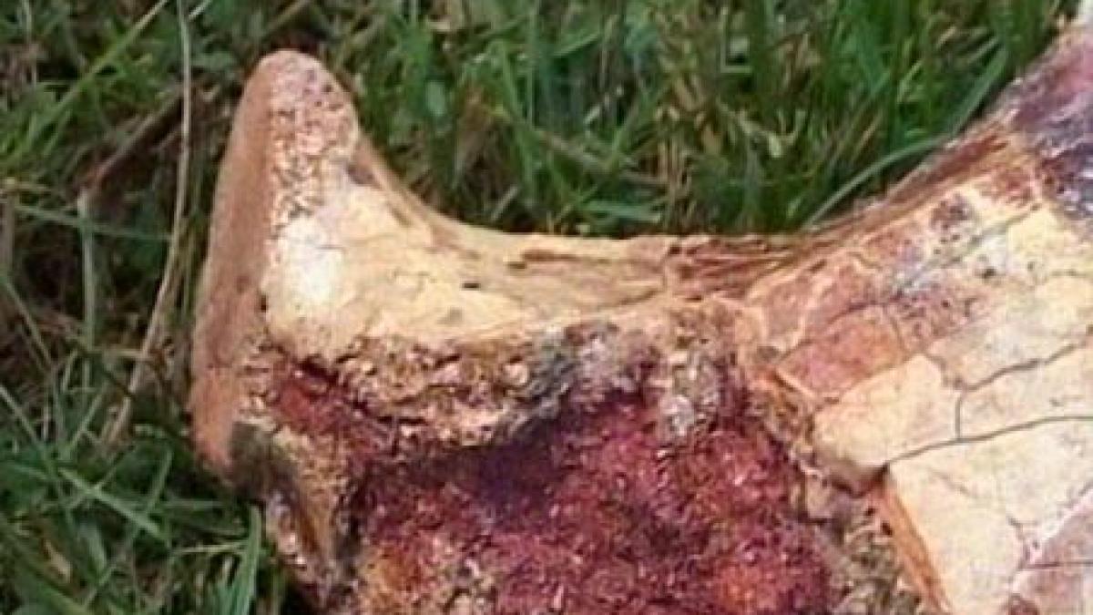 Cel mai mare dinozaur zburător din lume, descoperit în România. 16 metri, anvergura aripilor