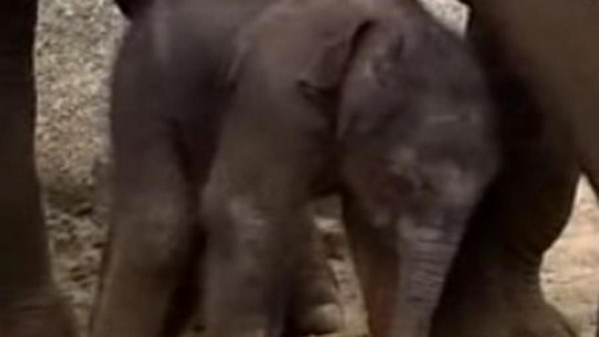 Imagini cu primul elefant asiatic de sex masculin de la o grădină zoologică din Australia (VIDEO)