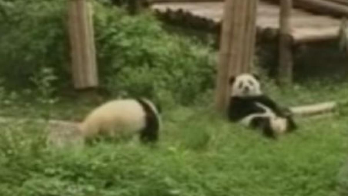 China. 12 oameni din 60.000 de înscrişi vor deveni ambasadori ai urşilor Panda (VIDEO)