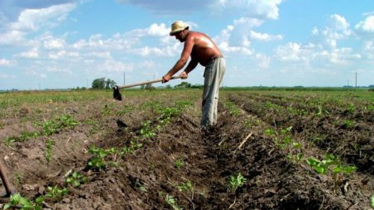 Agricultorii români îşi comercializează produsele pe internet