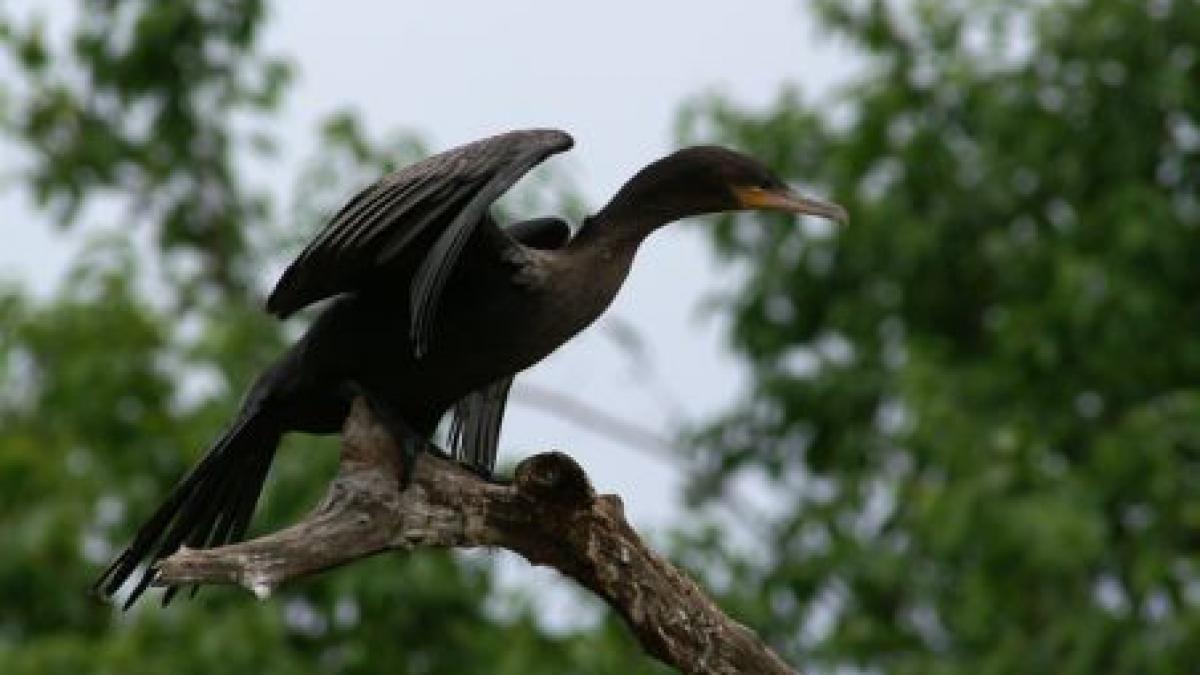 Cormoranul, pasărea care stă în calea construcţiei unei hidrocentrale în Teleorman