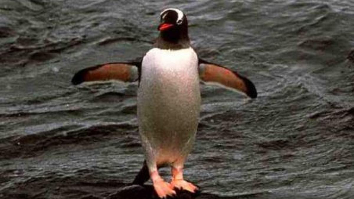 S-a născut primul pinguin din specia Gentoo din Australia